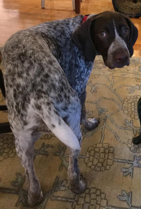 /Images/uploads/Southeast German Shorthaired Pointer Rescue/segspcalendarcontest2018/entries/9203thumb.jpg